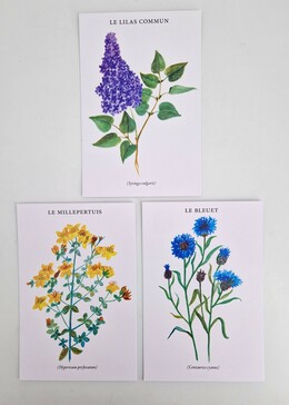 Cartes postales - Lot de 3 cartes - Plantes 
